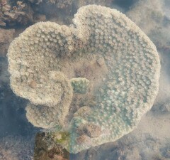 Duncanopsammia peltata