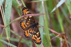 Chlosyne definita