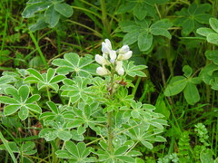 Lupinus albus