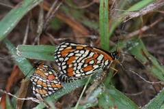 Chlosyne definita