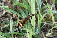 Chlosyne definita