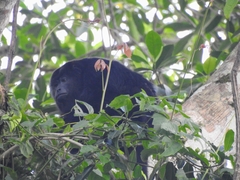 Alouatta pigra