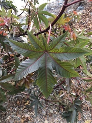 Ricinus