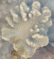 Duncanopsammia peltata