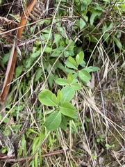 Lonicera