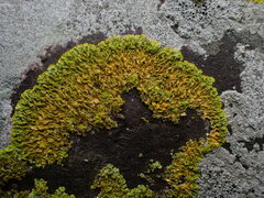Xanthoria calcicola