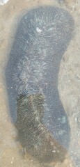 Herpolitha limax