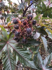 Ricinus