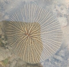 Fungia fungites