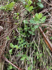Lonicera