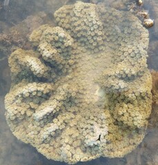 Duncanopsammia peltata