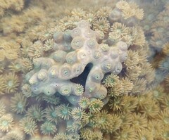 Duncanopsammia peltata