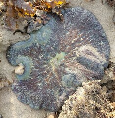 Stichodactyla gigantea