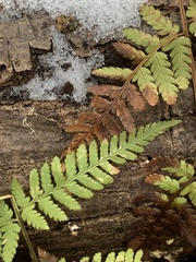 Dryopteris carthusiana