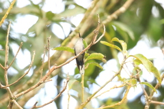 Campylopterus largipennis