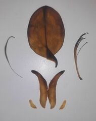 Erythrina mulungu
