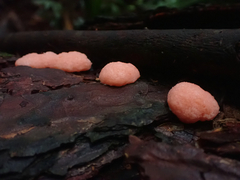 Tubifera