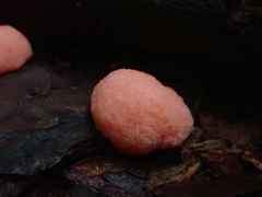 Tubifera