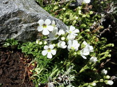 Ourisia caespitosa