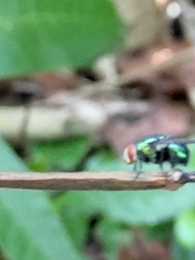 Chrysomya rufifacies