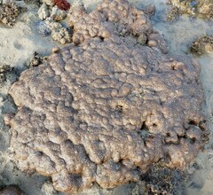 Palythoa tuberculosa