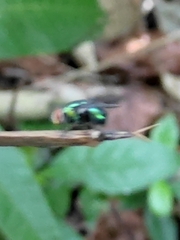 Chrysomya rufifacies