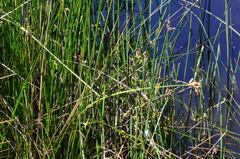 Schoenoplectus litoralis