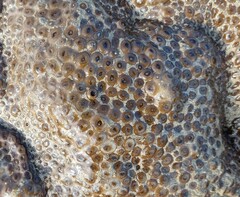 Palythoa tuberculosa