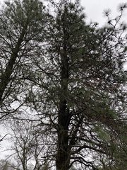 Pinus