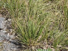 Chionochloa