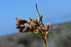 Schoenoplectus litoralis