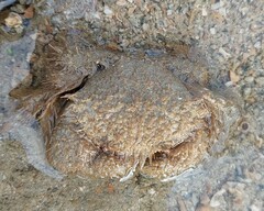 Pilumnus vespertilio