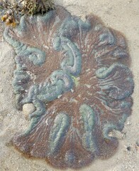 Stichodactyla gigantea