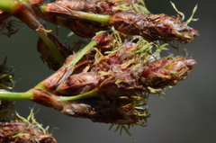 Schoenoplectus litoralis