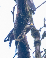 Melanerpes pucherani