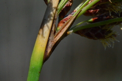 Schoenoplectus litoralis