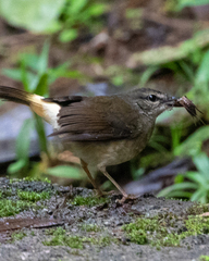 Myiothlypis fulvicauda image