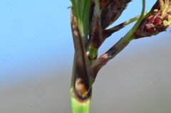 Schoenoplectus litoralis