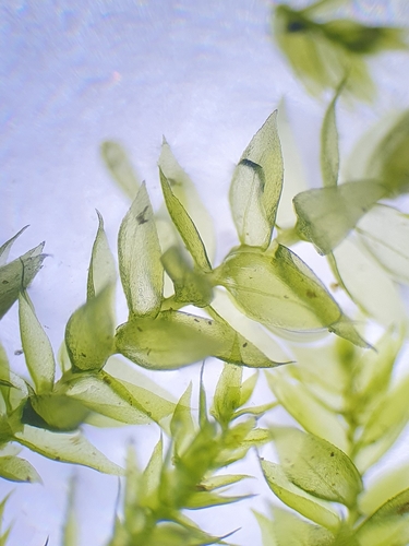 Rhynchostegium confertum