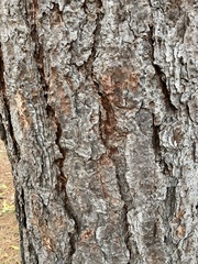 Pinus