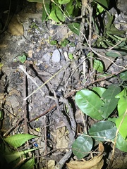 Rieppeleon kerstenii