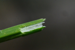 Schoenoplectus litoralis