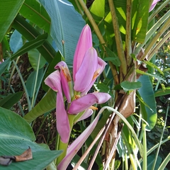 Musa ornata