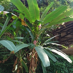 Musa ornata