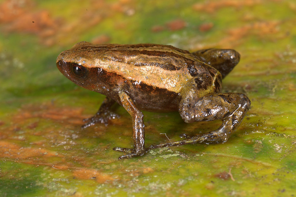 Noble's Pygmy Frog