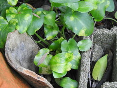 Phyllosiphon arisari