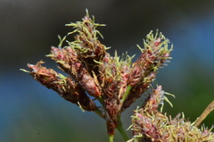 Schoenoplectus litoralis