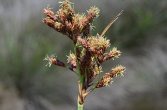 Schoenoplectus litoralis