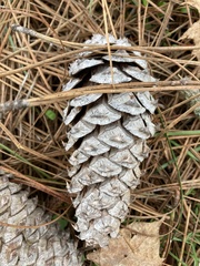 Pinus