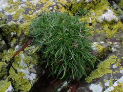 Armeria maritima